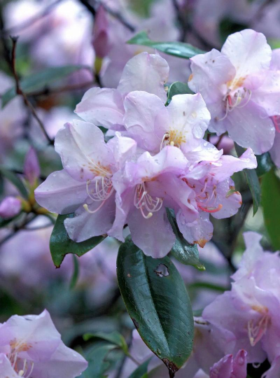 杜鹃花什么品种好 杜鹃花什么品种好