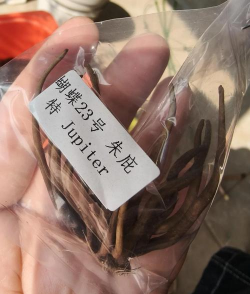 韮 怎么种植 韮 怎么种植