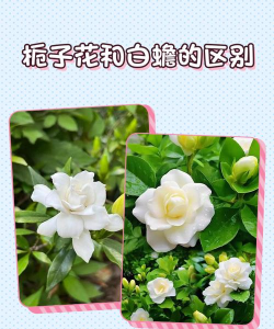 栀子花和白蟾的区别 栀子花和白蟾的区别