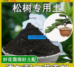 五针松用什么土 五针松用什么土