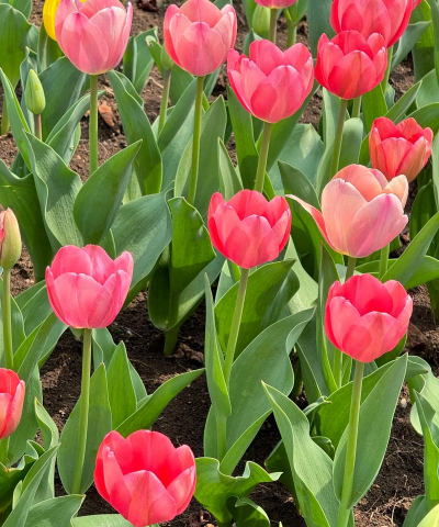 郁金香花是什么样子 郁金香花是什么样子