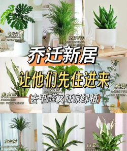 什么花草除甲醛 什么花草除甲醛