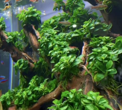 阴性水草有哪些 阴性水草有哪些