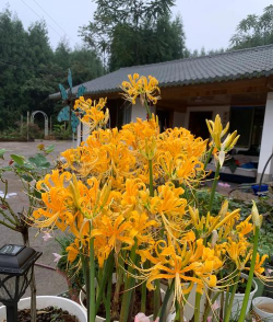 石蒜科花卉有哪些 石蒜科花卉有哪些