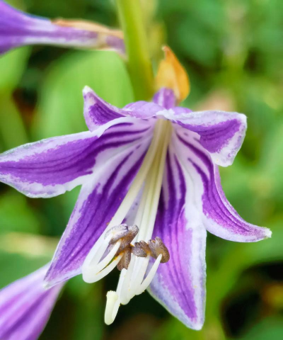 紫什么是什么植物 紫什么是什么植物