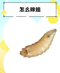 蛆怎么繁殖 蛆怎么繁殖