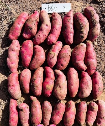 马铃薯遇到什么颜色 马铃薯遇到什么颜色