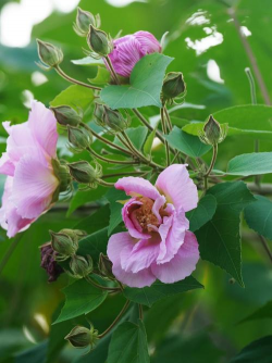 木芙蓉花图片 木芙蓉花图片