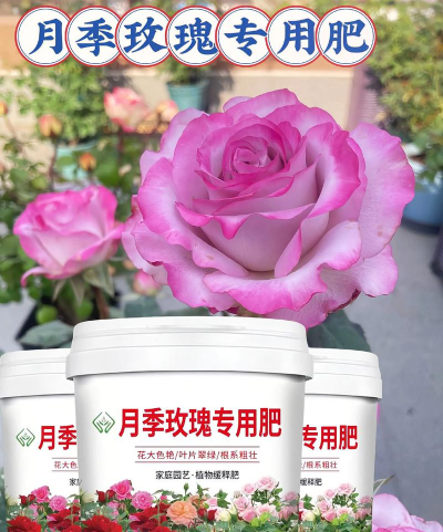 月季需要什么肥 月季需要什么肥