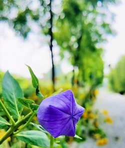 什么花在秋天绿 什么花在秋天绿