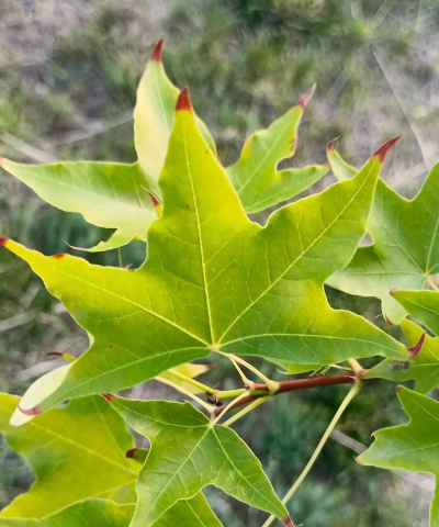 枫叶是什么槭树 枫叶是什么槭树