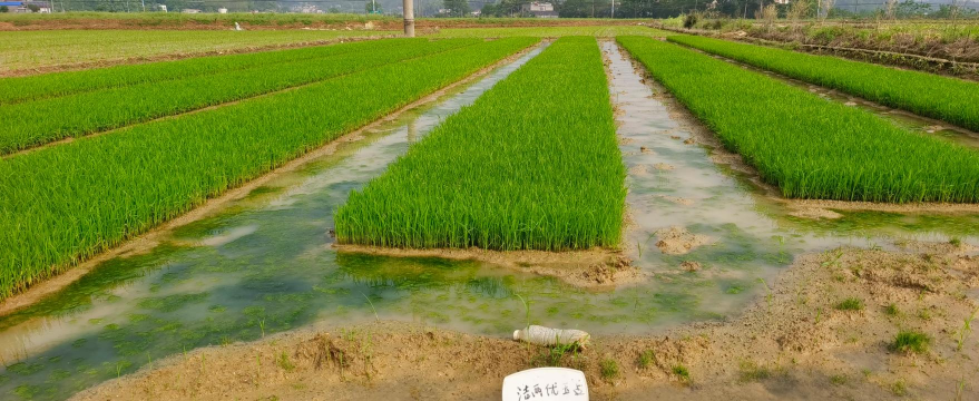 水稻重金属超标怎么处理 水稻重金属超标怎么处理