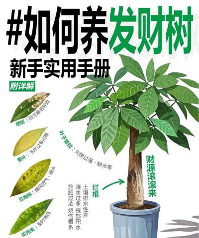 发财树养殖方法 发财树养殖方法