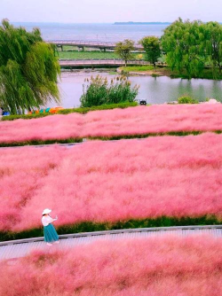 苏州哪里有粉黛乱子草园 苏州哪里有粉黛乱子草园