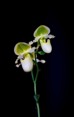 报春兜兰图片 报春兜兰图片