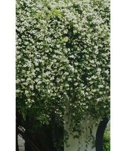 白色木香花图片 白色木香花图片