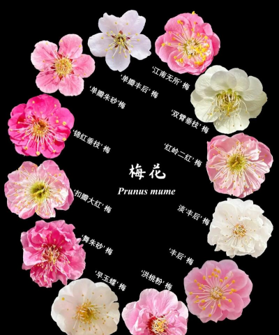 梅花什么品种最多 梅花什么品种最多