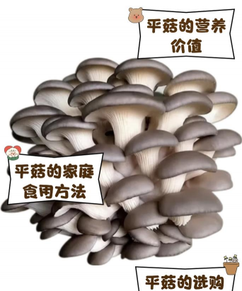 一万袋平菇一天能收多少斤 一万袋平菇一天能收多少斤