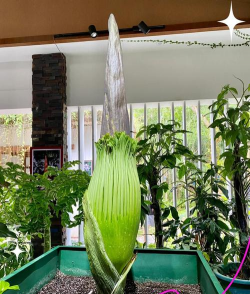 什么花掩盖臭味 什么花掩盖臭味