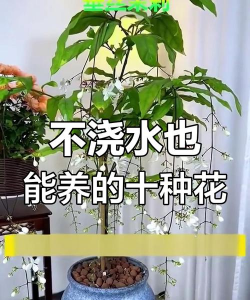有哪些花不需要施肥的 有哪些花不需要施肥的