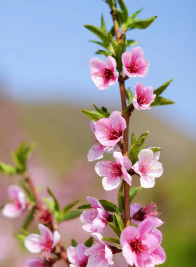 桃花图片大全图谱 桃花图片大全图谱