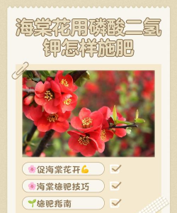 海棠花如何施肥 海棠花如何施肥