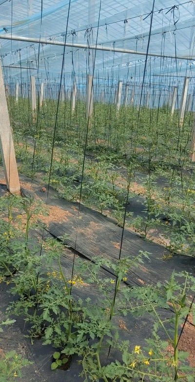 樱桃小番茄苗子怎么种植 樱桃小番茄苗子怎么种植