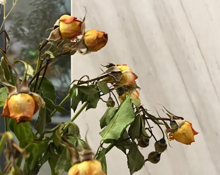 什么花死得最快 什么花死得最快