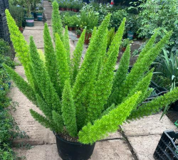 冬天适合养什么绿植 冬天适合养什么绿植