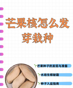 北方怎么种植芒果种子多 北方怎么种植芒果种子多