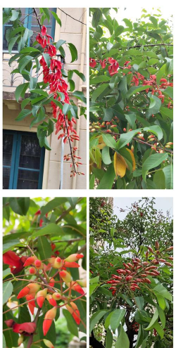 长红色花的灌木树有哪些 长红色花的灌木树有哪些