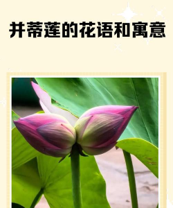 寓意阴阳两隔的花有哪些 寓意阴阳两隔的花有哪些