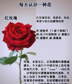 19支红玫瑰花语 19支红玫瑰花语