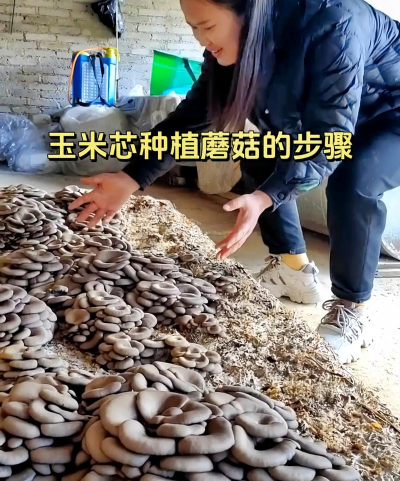 怎么用玉米芯种植蘑菇 怎么用玉米芯种植蘑菇