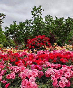 郑州花有哪些花 郑州花有哪些花