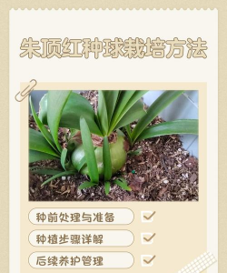种植朱顶红种球怎么养护 种植朱顶红种球怎么养护