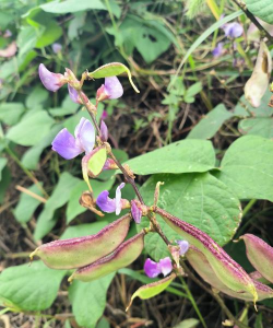 扁豆为什么不长花 扁豆为什么不长花