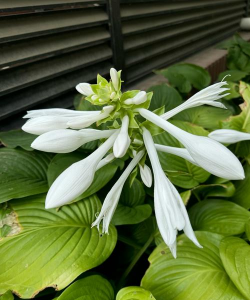 玉簪花有毒吗能放在室内吗 玉簪花有毒吗能放在室内吗