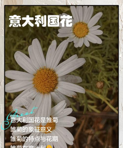 意大利花有哪些 意大利花有哪些