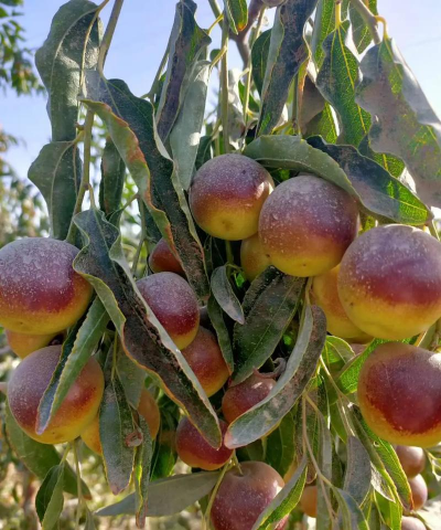 狗枣子适合什么土壤 狗枣子适合什么土壤