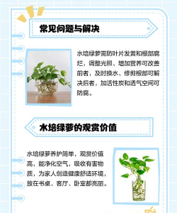水养绿萝加什么长得快 水养绿萝加什么长得快