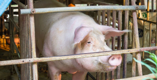 豪猪猪苗多少钱一只 豪猪猪苗多少钱一只