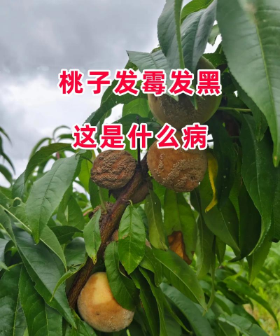 核桃树结的核桃都黑了怎么治 核桃树结的核桃都黑了怎么治