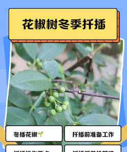 花椒嫁接时间和方法 花椒嫁接时间和方法