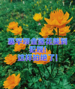 塞罕坝有哪些花 塞罕坝有哪些花