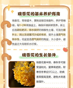 花卉瑞香的养殖方法和注意事项 花卉瑞香的养殖方法和注意事项