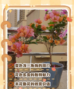 变色龙花卉的养殖方法和注意事项 变色龙花卉的养殖方法和注意事项