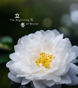 立冬有哪些花 立冬有哪些花