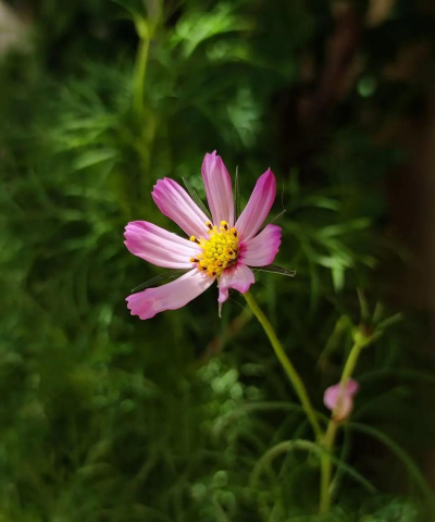 秋天 有哪些花 秋天 有哪些花