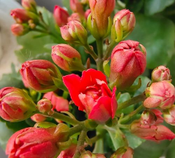 长命花是什么花 长命花是什么花